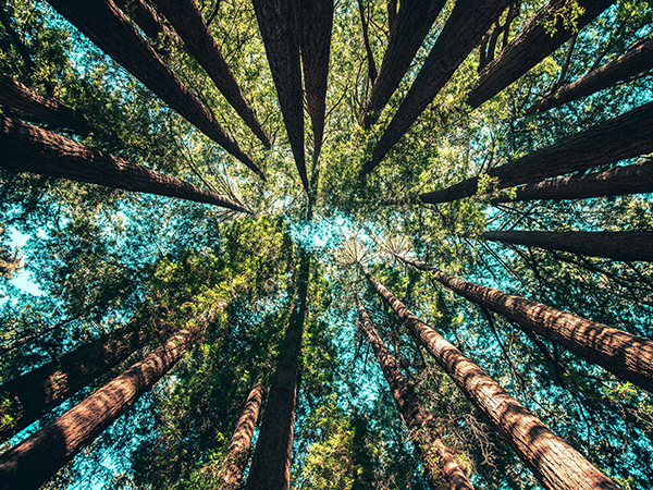 group-lab-wildlab Looking up at tall skinny tree trunks with foliage against a blue sky